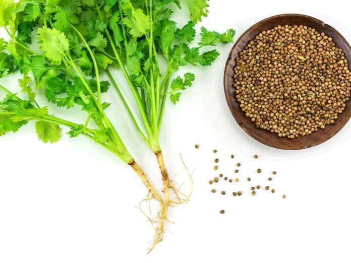 differences between coriander and cilantro