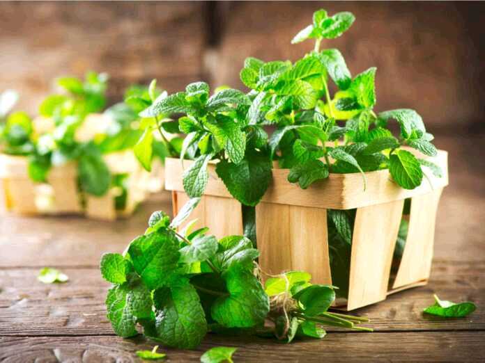 health benefits of mint